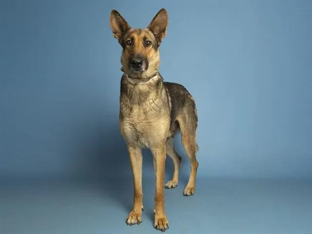 An adult large-sized female German Shepherd Dog dog named Wendy for adoption in Phoenix, AZ