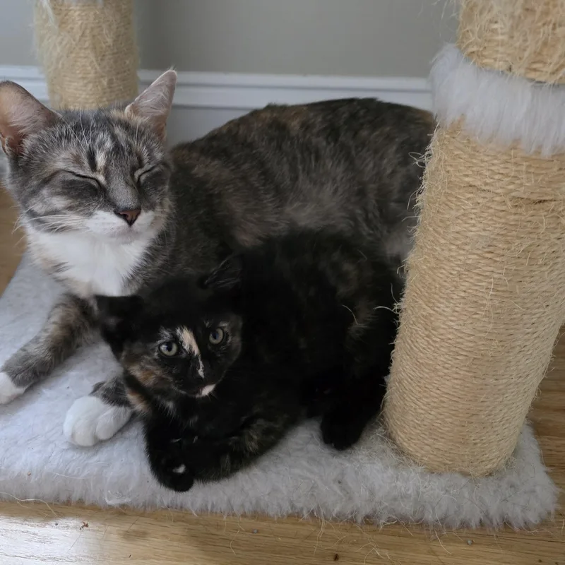 A baby medium-sized female Tortoiseshell cat named Sloane for adoption in Woodbridge, NJ