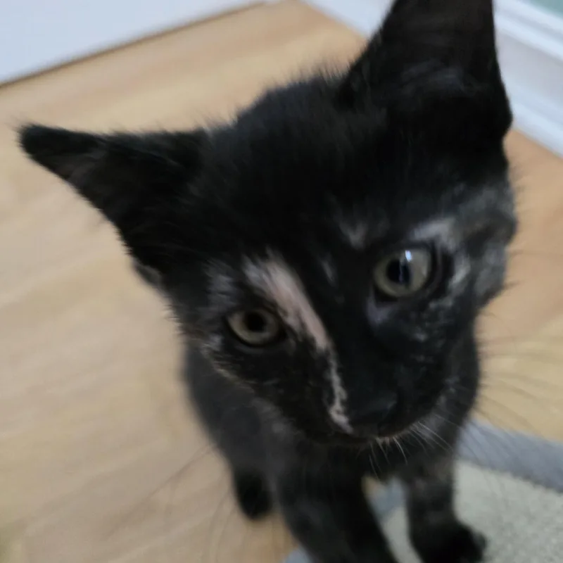 Sloane thumbnail 3