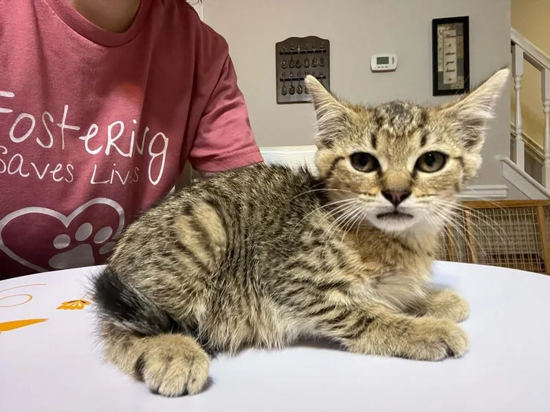 A baby small-sized male Tabby (Brown / Chocolate) Domestic Short Hair cat named Mickey for adoption in Virginia Beach, VA