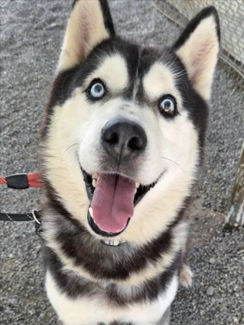 An adult large-sized male Siberian Husky dog named Kenai for adoption in Woodland, CA