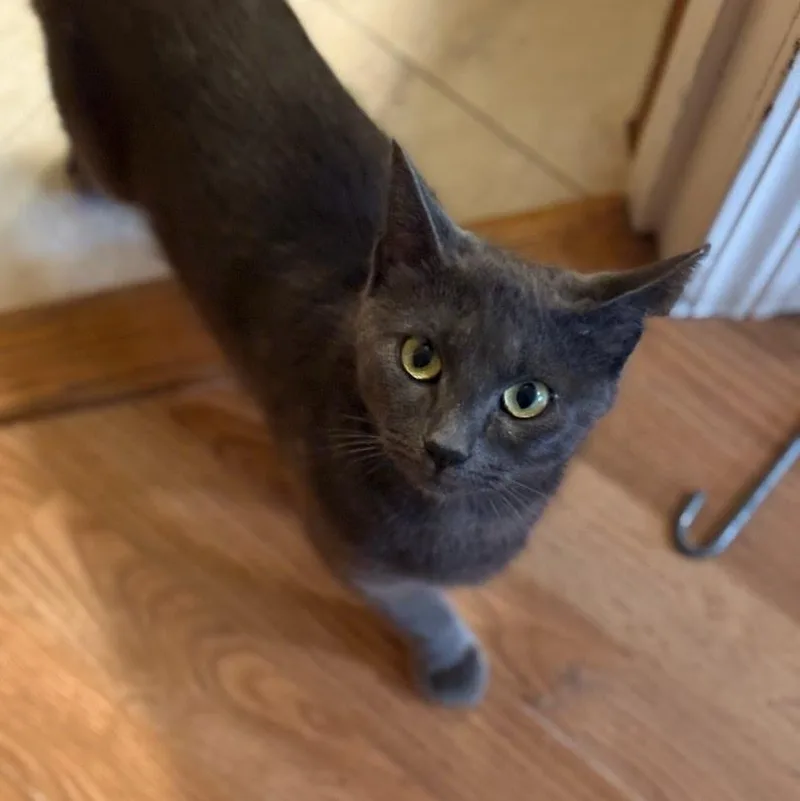 A young medium-sized female Gray / Blue / Silver Russian Blue cat named Sofia for adoption in Oswego, NY