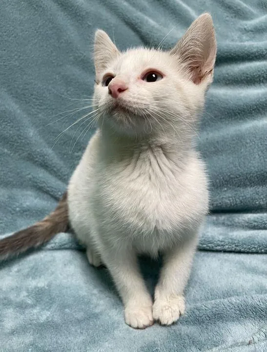 A baby small-sized female Domestic Short Hair cat named Button for adoption in Jackson, MI