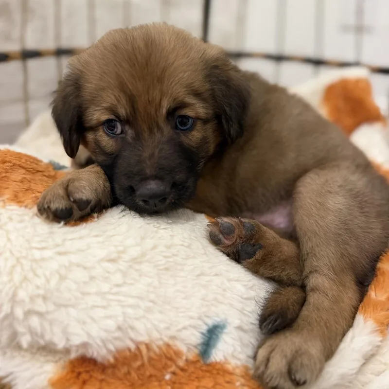 A baby medium-sized male Anatolian Shepherd dog named Clove for adoption in Baton Rouge, LA