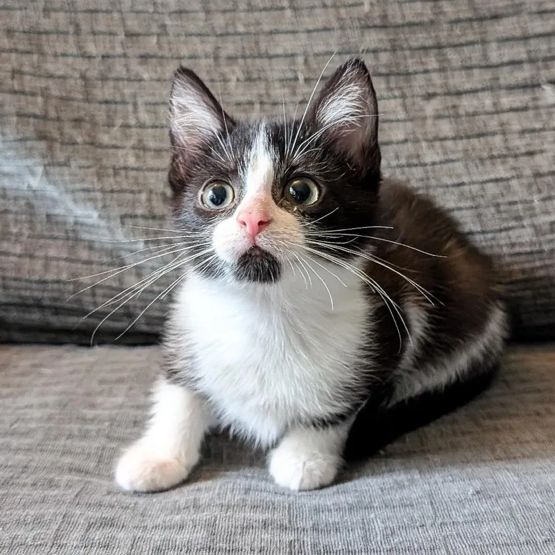 A baby small-sized female Domestic Short Hair cat named Izzie for adoption in Cincinnati, OH