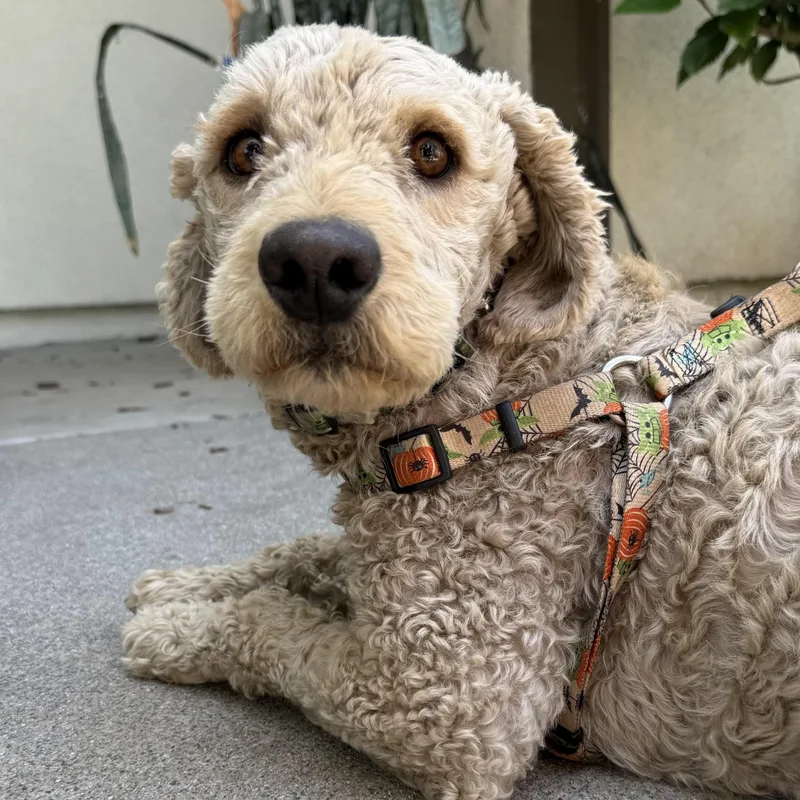 Mr. Friendly Ernie thumbnail 6