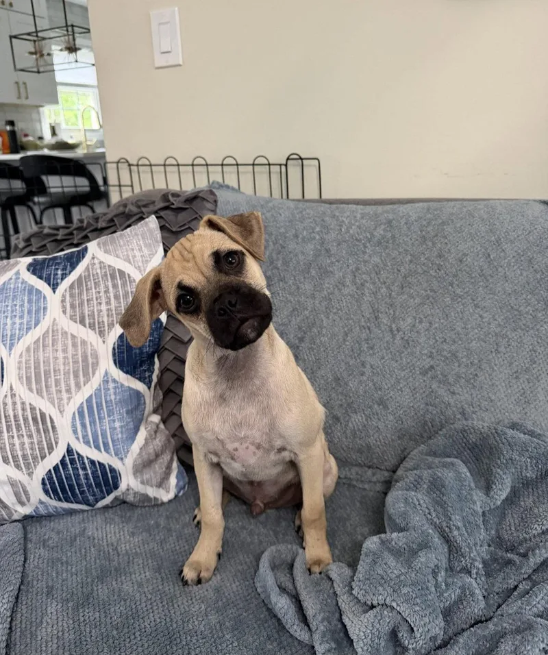 A baby small-sized male Pug dog named Faro for adoption in Morganville, NJ