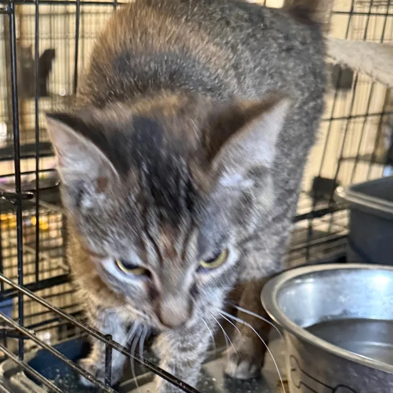A young small-sized female Torbie Domestic Short Hair cat named Wanda for adoption in Granby, MO