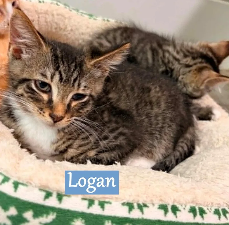 A baby medium-sized male Domestic Short Hair cat named Logan for adoption in Hoover , AL