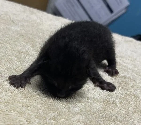 A baby small-sized male Domestic Short Hair cat named King for adoption in Escondido, CA