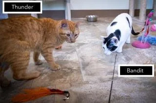 An adult medium-sized male Tabby (Orange / Red) Tabby cat named Thunderc for adoption in Greenville, DE