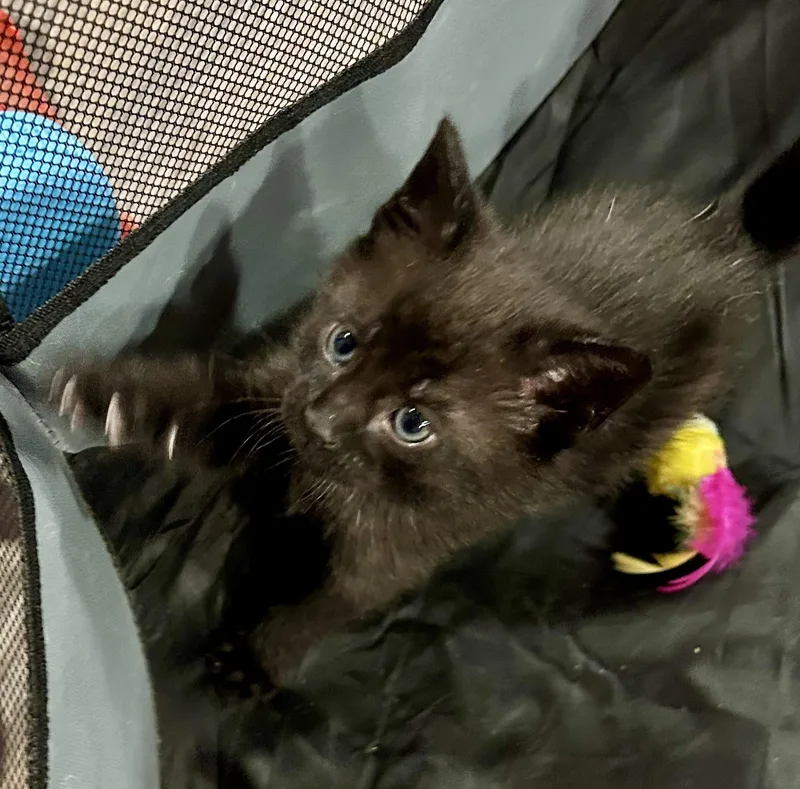 A baby medium-sized male Black Domestic Short Hair cat named Marty The Party Cat for adoption in Ontario, NY