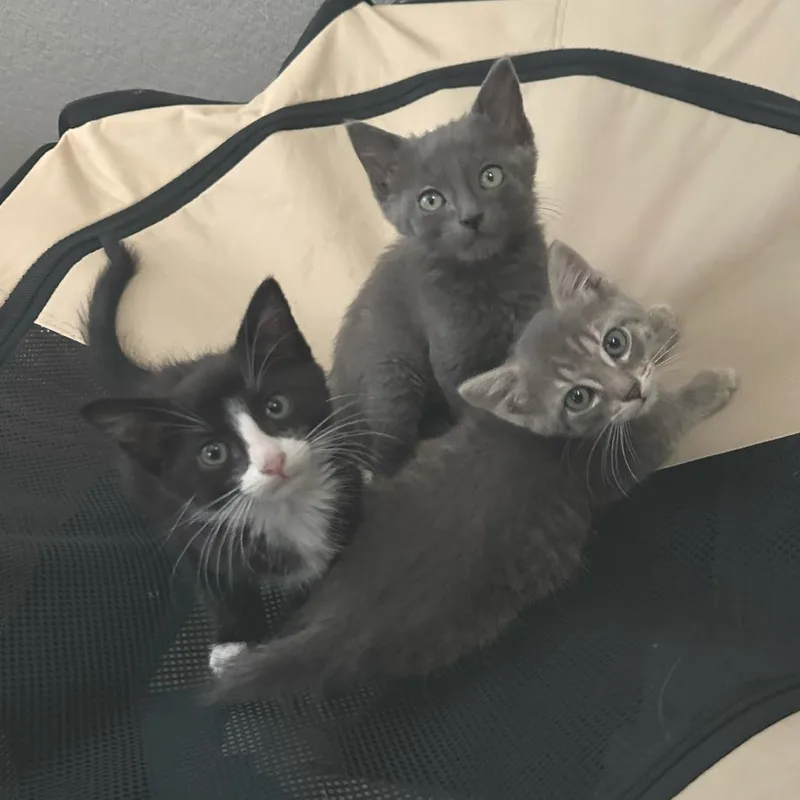 A baby small-sized male Gray / Blue / Silver Domestic Short Hair cat named Butterstick for adoption in Commerce City, CO