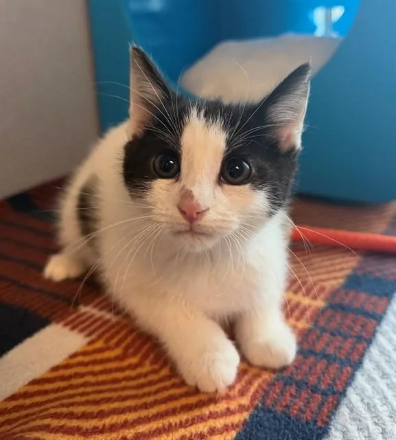 A baby medium-sized female Domestic Short Hair cat named Birria for adoption in Leesburg, VA