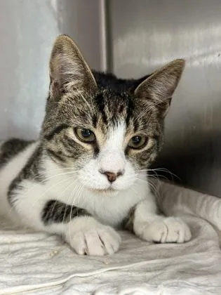 An adult medium-sized male Domestic Short Hair cat named Fuzz Lightyear for adoption in West Chester, PA