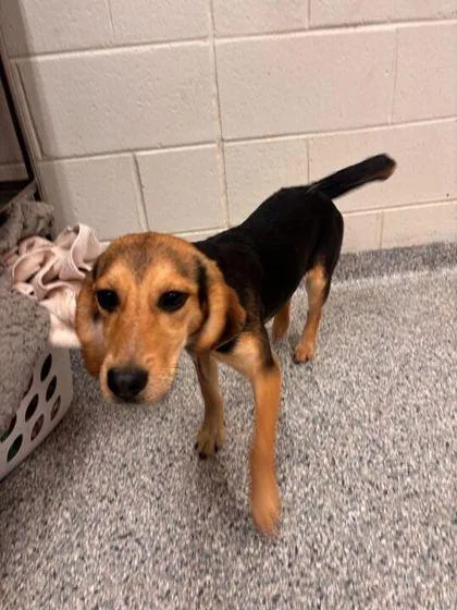 A young small-sized female Hound dog named Professor Plum for adoption in Knoxville, TN