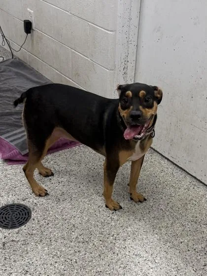 A young large-sized female Black Mixed Breed dog named Muffin for adoption in Kansas City, MO