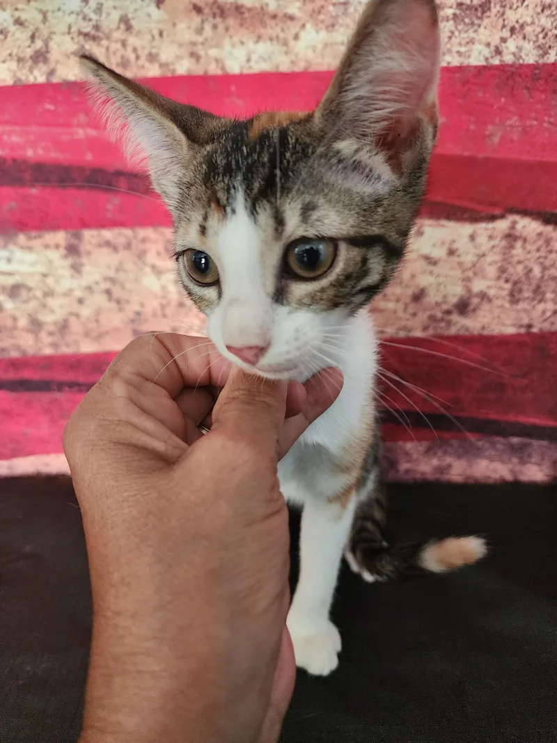 A baby medium-sized female Torbie Domestic Short Hair cat named Daisy for adoption in Corpus Christi, TX