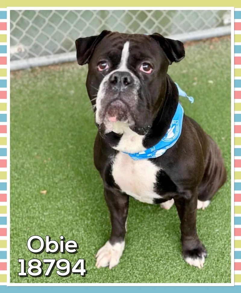 A young large-sized male Black Boxer dog named Obie for adoption in Marietta, GA