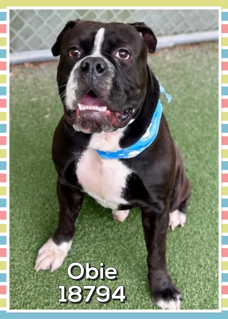 Obie thumbnail 2