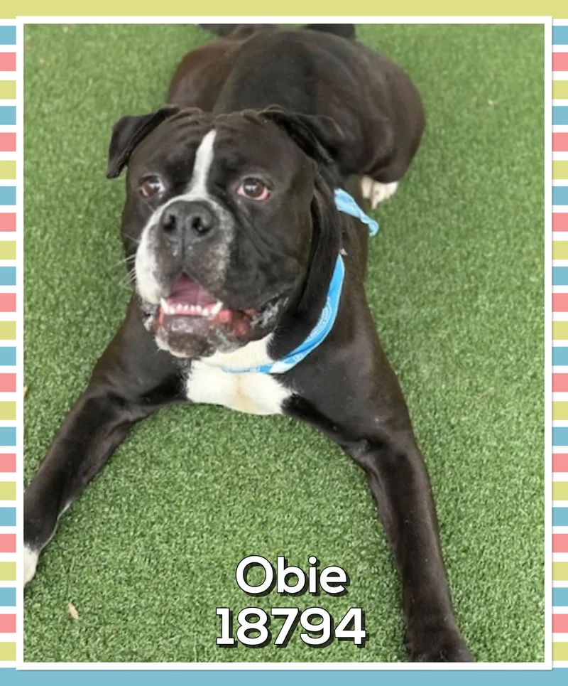 Obie thumbnail 3