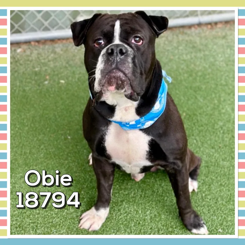 Obie thumbnail 4