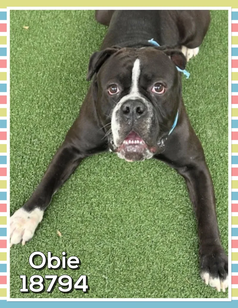 Obie thumbnail 5