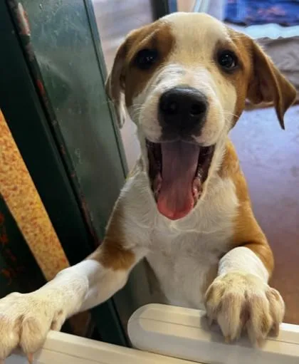 A baby large-sized male Brown / Chocolate Mixed Breed dog named Skywalker for adoption in Stanwood, WA