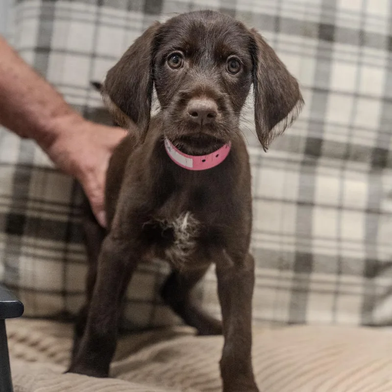 A baby large-sized female Brown / Chocolate Chocolate Labrador Retriever dog named Angel for adoption in Pawling, NY