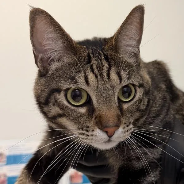 An adult large-sized male Domestic Short Hair cat named Blueberry for adoption in Escondido, CA