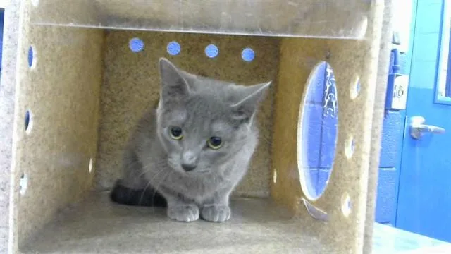 A young medium-sized female Domestic Short Hair cat named Grecko for adoption in Albuquerque, NM