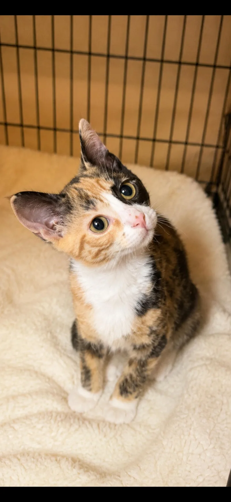 A young medium-sized female American Shorthair cat named Paige for adoption in Massapequa, NY