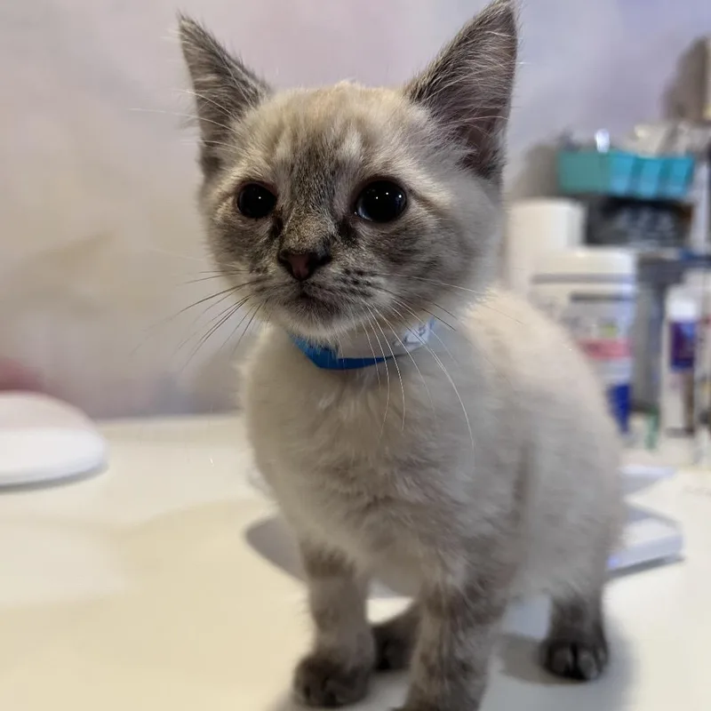 A baby small-sized female Black & White / Tuxedo Siamese cat named Gojo for adoption in Fredericksburg, VA