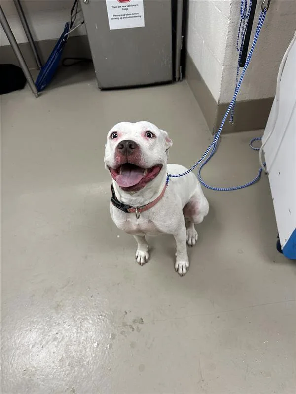 A senior medium-sized female Pit Bull Terrier dog named Fendi for adoption in Austin, TX