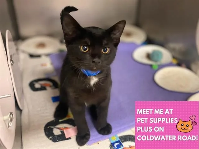 A baby small-sized male Domestic Short Hair cat named Curtis for adoption in Fort Wayne, IN