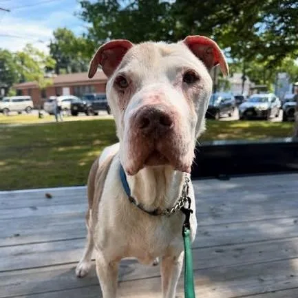 A senior medium-sized male Yellow / Tan / Blond / Fawn Pit Bull Terrier dog named Ol Man Winter for adoption in Tunkhannock, PA