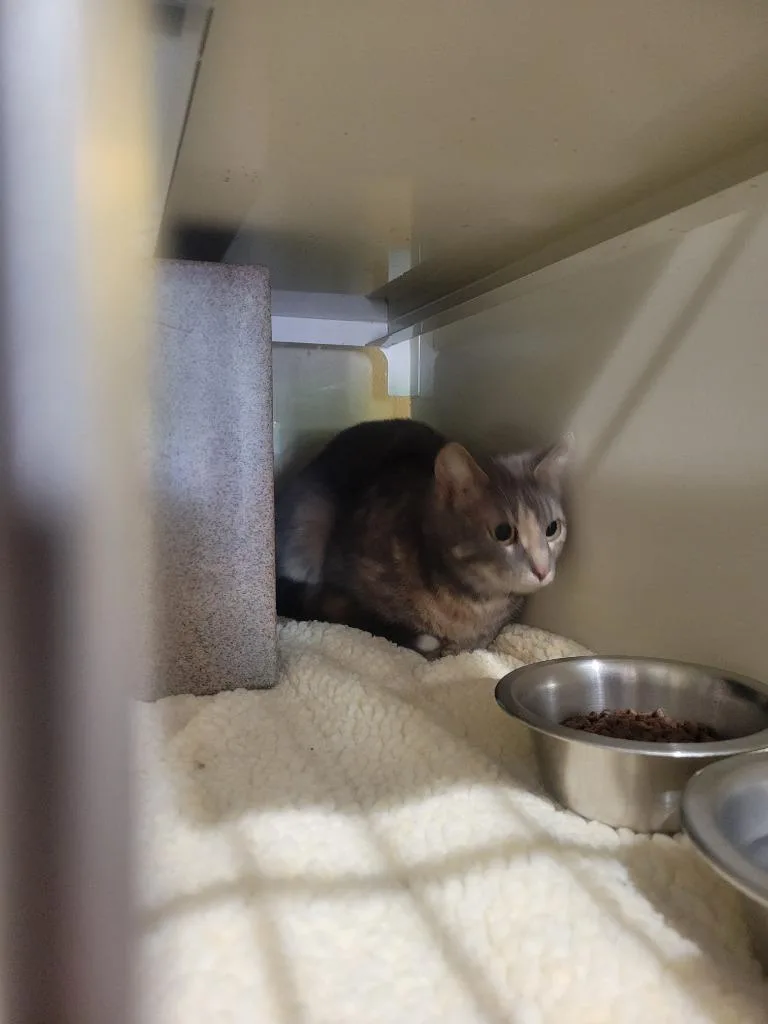 A young medium-sized female Domestic Short Hair cat named Ethyl for adoption in Ashland, WI