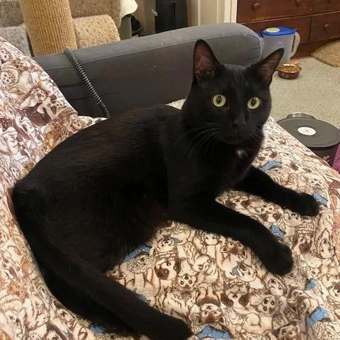 An adult medium-sized male Domestic Short Hair cat named Oreo for adoption in Fairfax, VA