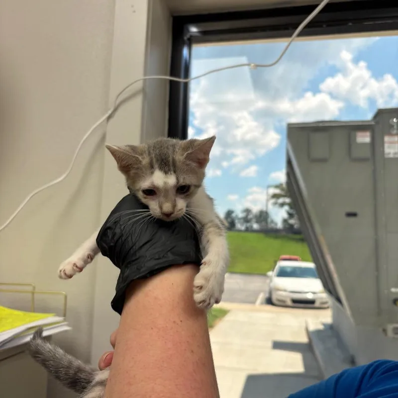 A baby small-sized male Gray / Blue / Silver Domestic Short Hair cat named Dominic for adoption in Columbiana, AL