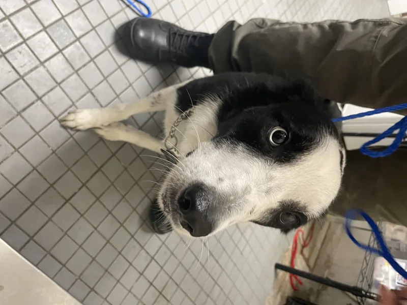 An adult medium-sized female Australian Cattle Dog / Blue Heeler dog named Maggie for adoption in Killeen, TX