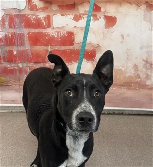 A young medium-sized male Australian Cattle Dog / Blue Heeler dog named Xavier for adoption in San Bernardino, CA