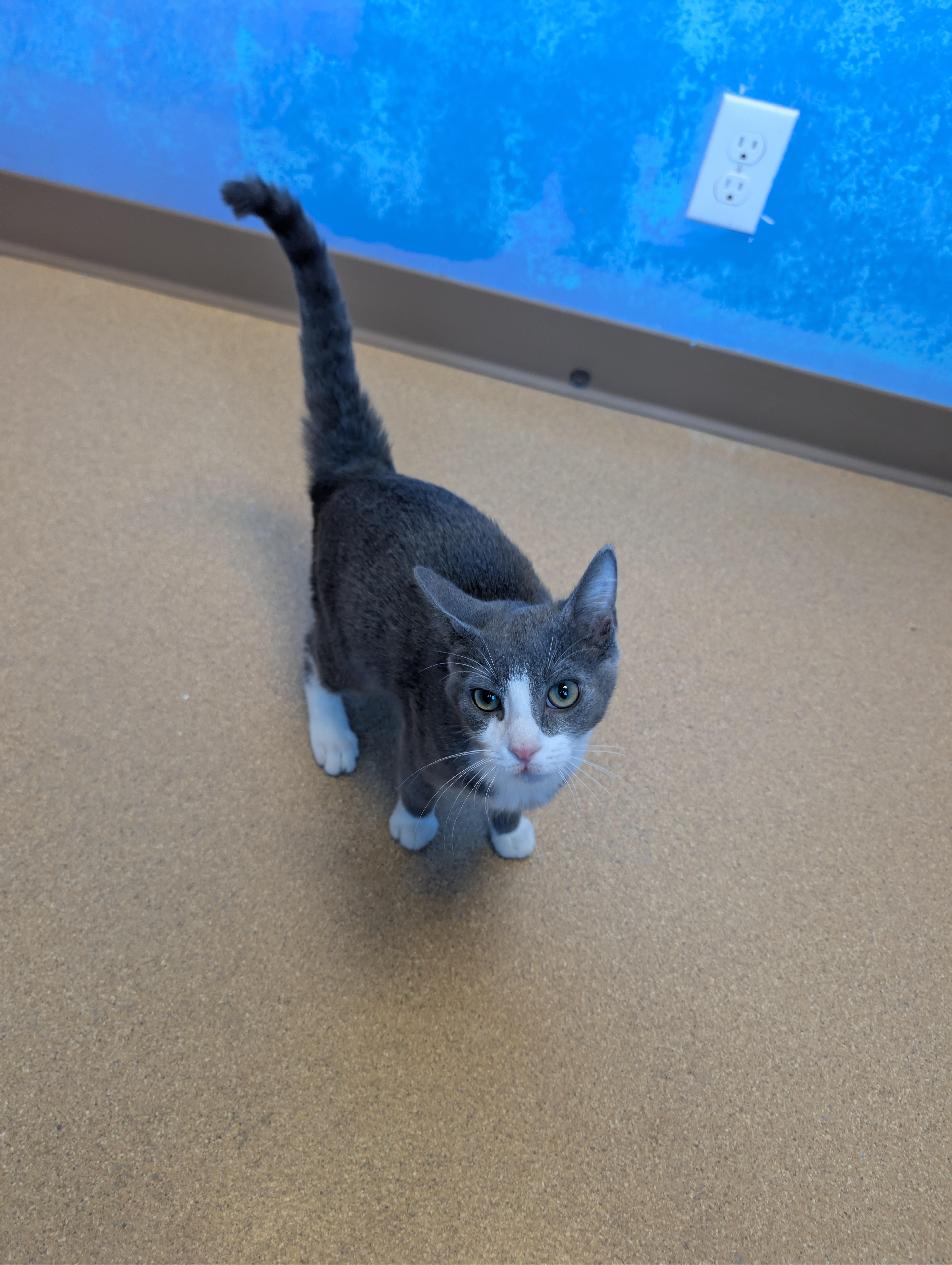 A young medium-sized female Gray & White Domestic Short Hair cat named Pearl for adoption in Brookings, SD