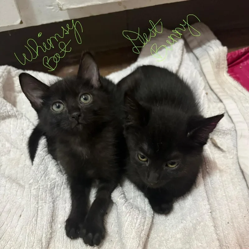 A baby small-sized male Black Domestic Short Hair cat named Dust Bunny for adoption in Ventura, CA