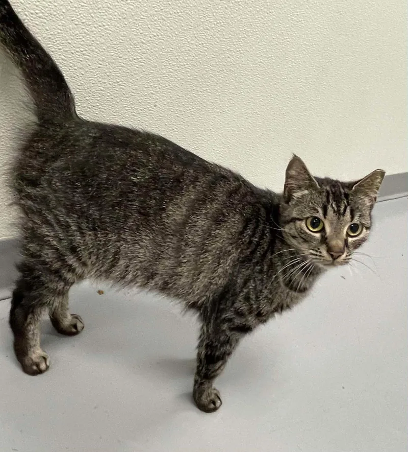 An adult medium-sized female Domestic Short Hair cat named Scout for adoption in Covington, VA
