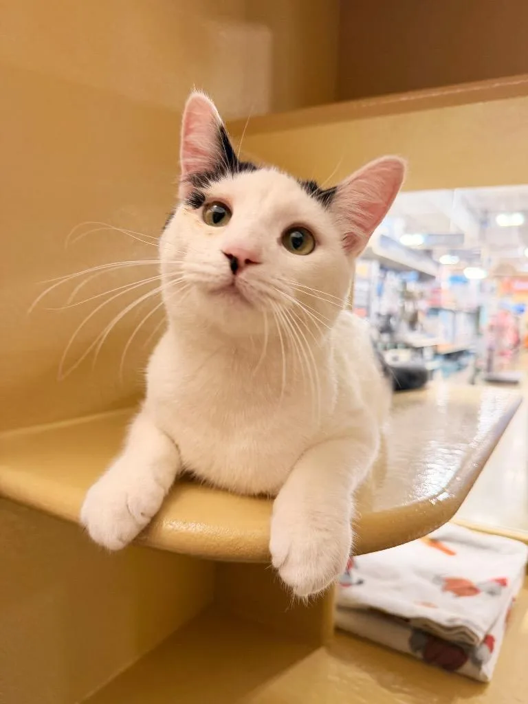 A baby small-sized male Domestic Short Hair cat named Paulie for adoption in Thousand Oaks, CA
