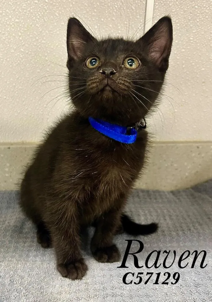 A baby small-sized female Domestic Short Hair cat named Raven for adoption in Clarksville, TN
