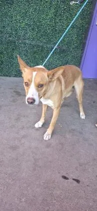 A young extra large-sized male Brown / Chocolate Shepherd dog named 61313227 for adoption in El Paso, TX