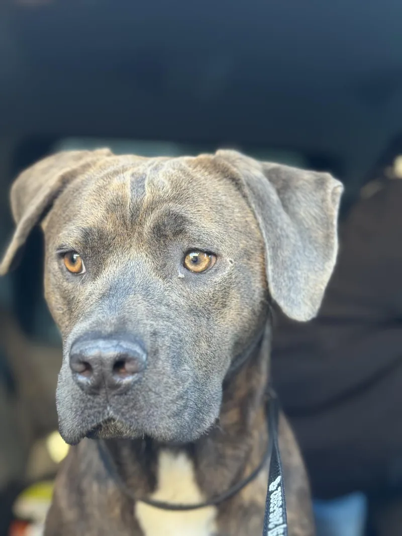 A young medium-sized female Pit Bull Terrier dog named Carmen for adoption in Stagecoach, NV