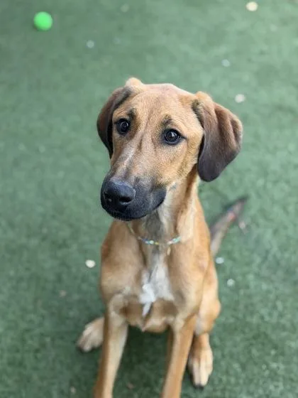 A baby large-sized female Doberman Pinscher dog named Piggly Wiggly for adoption in Sacramento, CA