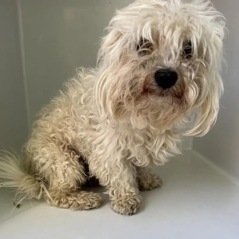 An adult small-sized male White / Cream Mixed Breed dog named Ramen for adoption in Chattanooga, TN